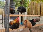 Easter eggers Maran x Cream legbar uit olijf groene eieren, Dieren en Toebehoren, Meerdere dieren, Kip