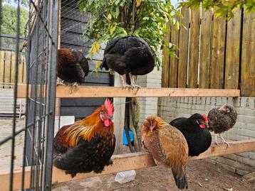 Easter eggers Maran x Cream legbar uit olijf groene eieren beschikbaar voor biedingen