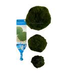 Mosbal Chladophlora XS 1-2 cm | Aquariumplanten | Almelo, Dieren en Toebehoren, Vissen | Aquaria en Toebehoren, Nieuw, Plant(en), Steen of Hout
