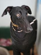 ACE: Morante is een zwart pareltje, Dieren en Toebehoren, Particulier, Reu, Galgo, 1 tot 2 jaar