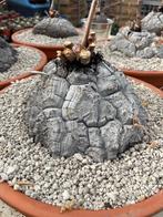 Caudex Dioscorea Elephantipes var Montana potmaat 30 cm, Huis en Inrichting, Overige soorten, Minder dan 100 cm, Ophalen of Verzenden