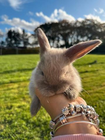 Hangoor rammetje beschikbaar voor biedingen