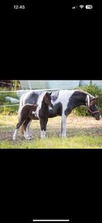 Merrie, NMPRS,STER,kampioen, minipaard,pony,miniatuurpaard, Dieren en Toebehoren, Merrie