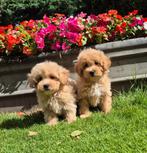Prachtige maltipoo pups te koop, Nederland, Overige rassen, CDV (hondenziekte), 8 tot 15 weken