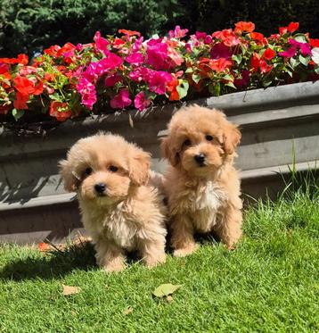 Prachtige maltipoo pups te koop beschikbaar voor biedingen