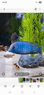 2xCyrtocara moorii man (malawi cichlide), Dieren en Toebehoren, Vissen | Aquariumvissen, Vis
