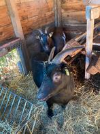 Twee dwerg geiten, Dieren en Toebehoren, Schapen, Geiten en Varkens, Vrouwelijk, Geit