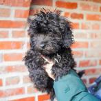 Hele knappe lieve maltipoo pups te koop 2 reutjes, Dieren en Toebehoren, Parvo, 8 tot 15 weken, Meerdere, Nederland