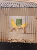 Koppel gele kanaries, Dieren en Toebehoren, Vogels | Kanaries, Meerdere dieren, Kleurkanarie