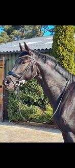 Dressuurpaarden, Dieren en Toebehoren, Paarden, Merrie, Gechipt, Dressuurpaard, 3 tot 6 jaar