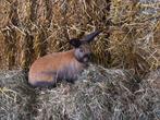 Thüringer & Lotharinger konijn I Goed advies!, Dieren en Toebehoren, Konijnen, Meerdere dieren, Groot, Hangoor, 0 tot 2 jaar
