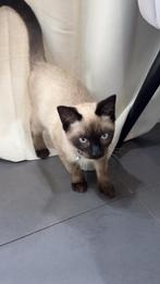 Kitten kruising britse korthaar, Dieren en Toebehoren, Katten en Kittens | Overige Katten, Kater, Kortharig, 0 tot 2 jaar