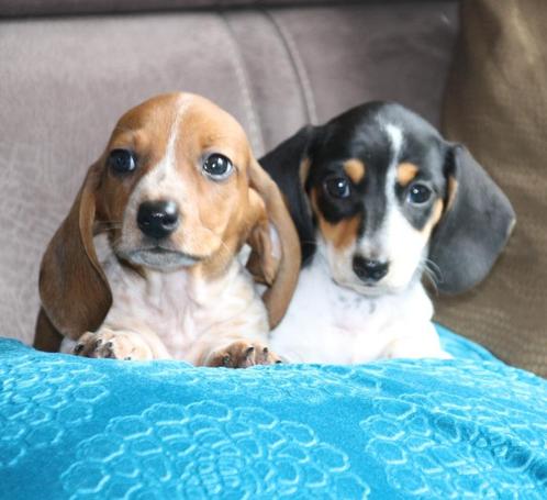 Dwergteckel piebald pups, Dieren en Toebehoren, Honden | Teckels en Dashonden, Meerdere dieren, Korthaar, Dwerg, Fokker | Hobbymatig