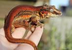Mannelijke redstripe gargoyle gekko, Dieren en Toebehoren, Reptielen en Amfibieën, Hagedis, 3 tot 6 jaar