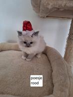 Ragdoll kittens, Dieren en Toebehoren, Katten en Kittens | Raskatten | Langhaar, Poes, Gechipt, 0 tot 2 jaar