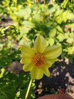 Dahlias in allerlei kleuren en maten, Tuin en Terras, Planten | Tuinplanten, Ophalen, Zomer, Overige soorten, Volle zon