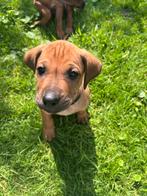 Rhodesian Ridgeback Pups  – 8 Teefjes & 6 Reutjes, Dieren en Toebehoren, Rabiës (hondsdolheid), Overige rassen, 8 tot 15 weken