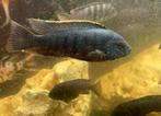 Vissen te koop, Dieren en Toebehoren, Vissen | Aquariumvissen, Vis