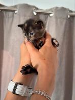 Lieve kittens – klaar voor een nieuw thuis over 2 weken, Kater