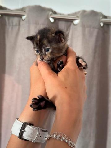 Lieve kittens – klaar voor een nieuw thuis over 2 weken beschikbaar voor biedingen