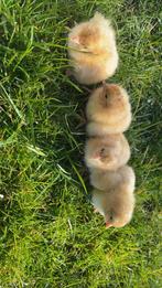 Orpington buff kuikens, Dieren en Toebehoren, Pluimvee, Kip