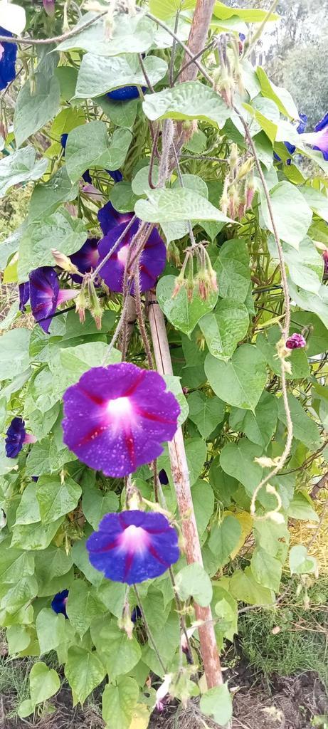Ipomoea purpurea - Blauwe dagwinde zaden, Tuin en Terras, Bloembollen en Zaden, Zaad, Voorjaar, Volle zon, Ophalen of Verzenden