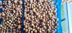 Biologische Hazelnoten bijna 2 kilo, Ophalen of Verzenden