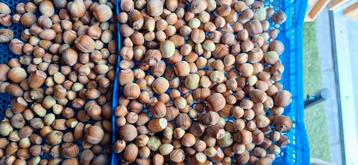 Biologische Hazelnoten bijna 2 kilo beschikbaar voor biedingen