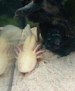 2 mannelijke axolotl te koop of te ruil tegen vrouwen, Dieren en Toebehoren, 0 tot 2 jaar