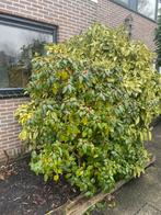 Rododendron - Gratis af te halen!, Vaste plant, Halfschaduw, Lente, Ophalen