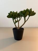 MINI VERDURA – Het kleine groene decoratieplantje, Verzenden, Nieuw