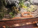 Mooie boa te koop evt inclusief terrarium., Dieren en Toebehoren, Ophalen, Zo goed als nieuw