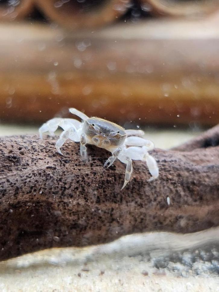 Pugil dwergspookkrab, Dieren en Toebehoren, Vissen | Aquariumvissen, Zoetwatervis, Kreeft, Krab of Garnaal, Schoolvis