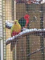 Gele konings parkiet, Mannelijk, Parkiet