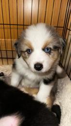 Australische Herdershond Blue Merle, Dieren en Toebehoren, Honden | Herdershonden en Veedrijvers, België, Particulier, Reu, 8 tot 15 weken