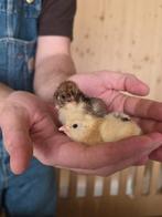 Kuikens - Zweedse bloemkip, kleurleggers en Maran., Dieren en Toebehoren, Meerdere dieren, Kip