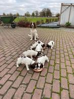 Engelse Springer Spaniël puppys, Oktober, Meerdere dieren