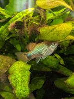 Platy blauw (plaatje), Vis, Zoetwatervis, Schoolvis