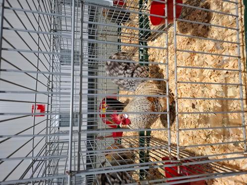 Hollandse kriel koekoekpatrijs hanen, Dieren en Toebehoren, Pluimvee, Kip, Mannelijk