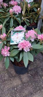 Rhododendron s xxl in heel veel soorten, Tuin en Terras, Planten | Tuinplanten, Halfschaduw, Zomer, Ophalen of Verzenden, Overige soorten