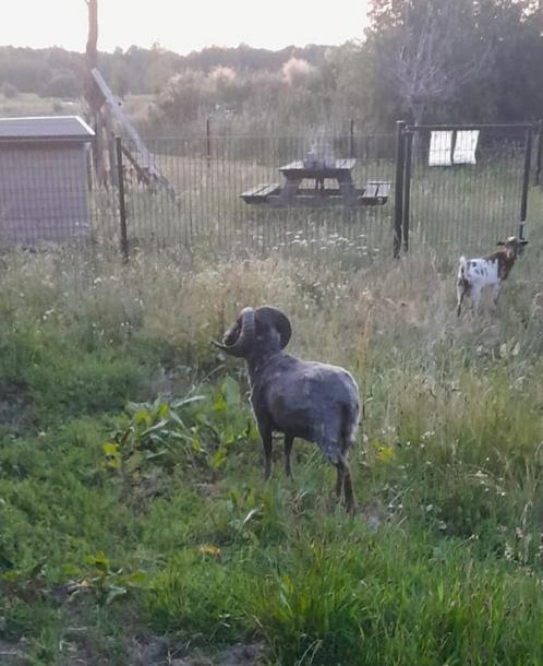 mini schaap zwart (ram), Dieren en Toebehoren, Schapen, Geiten en Varkens, Schaap, Mannelijk
