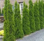 Thuja occ brabant conifeer, Ophalen, Bloeit niet, Halfschaduw, Overige soorten