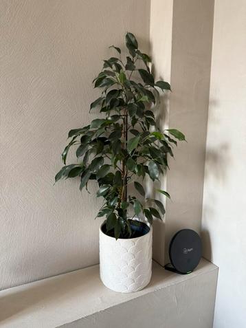 Ficus Benjamina weeping fig plantje plant inclusief sierpot beschikbaar voor biedingen