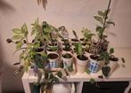 Te koop mini plantjes, Ophalen of Verzenden, Halfschaduw, Minder dan 100 cm