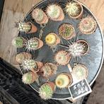 Mini cactussen.  Kleinste maat die er is.5 v €5,-, Huis en Inrichting, Kamerplanten, Ophalen