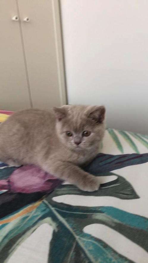 Britshe korthaar, Dieren en Toebehoren, Katten en Kittens | Raskatten | Korthaar