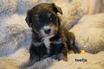 Mooie kleine boomer pups., Nederland, Parvo, Overige rassen, 8 tot 15 weken