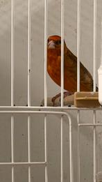 Bastaard putter geel Man 2025, Mannelijk, Wildzangvogel, Geringd