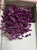 Tradescantia ‘Pink Paradise’, Ophalen of Verzenden, Halfschaduw, Minder dan 100 cm