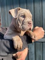 🤩 Nog 1 super mooi OEB teefje beschikbaar 🤩, Dieren en Toebehoren, 8 tot 15 weken, Teef, Bulldog, Meerdere